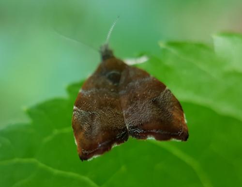 Réf. 214 156 : Choreutis nemorana
